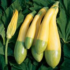 Summer Squash Plants